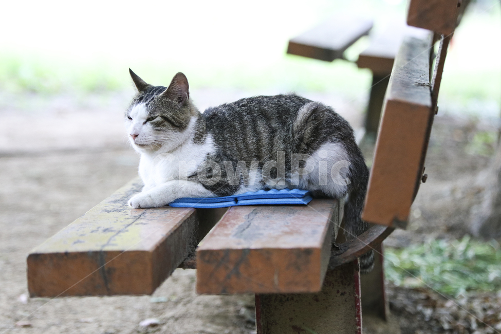 고양이,반려동물,애완동물,귀여움,동물,잠자는고양이,동물,animal,포유류,mammal,고양이,cat,kitten,kitty
