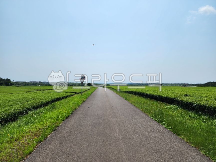 Rural,tree,main street,country road,Straight