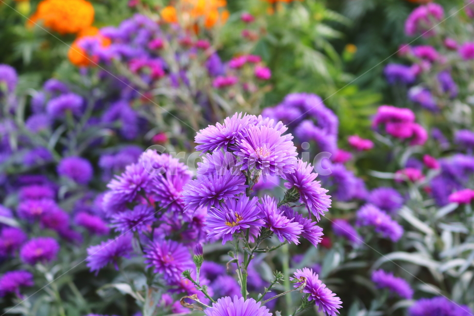 꽃,국화,국화꽃,식물,자연,소국화,야생화,식물,자연,plants,nature,꽃,flower
