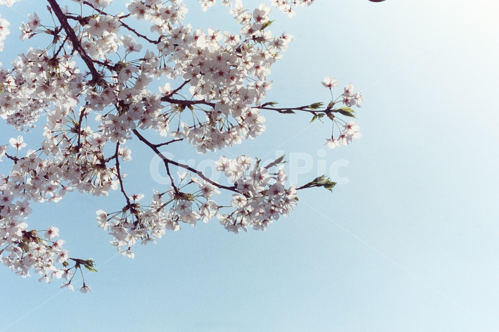 벚꽃,봄,하늘,cherryblossom,꽃가지,stem,branch,따뜻함,fresh,봄,계절,spring,season,식물,자연,plants,nature,꽃,flower,plant,blossom