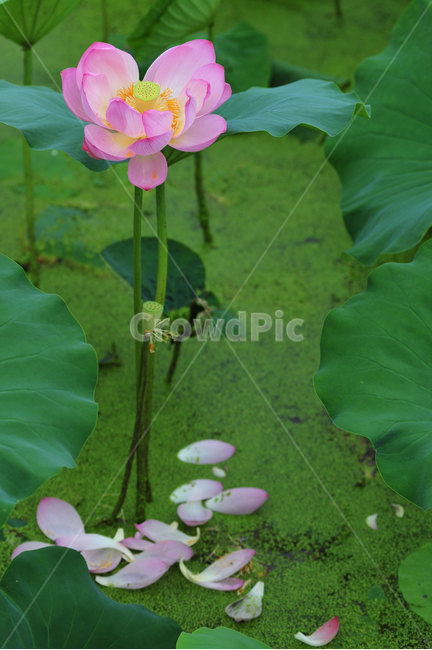 연꽃,이별,예쁜연꽃,홍련,덕진공원연꽃,식물,자연,plants,nature,꽃,flower
