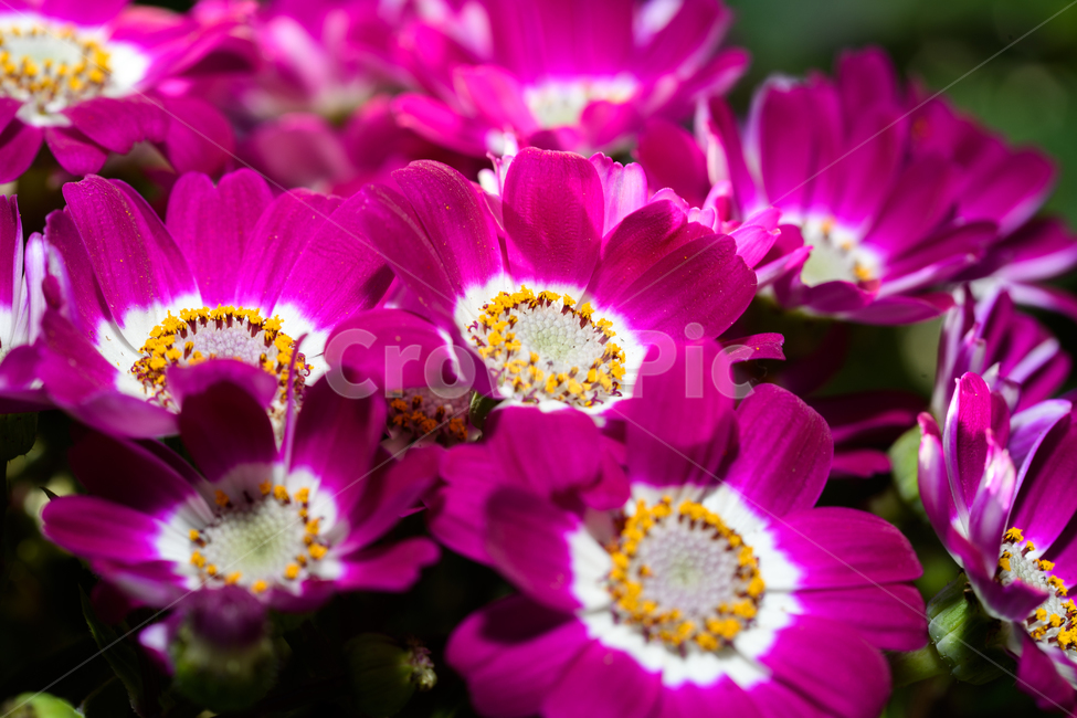 빨강,분홍,화려한,봄꽃,봄,식물원,봄,계절,spring,season,식물,자연,plants,nature,꽃,flower,plant,petal,꽃잎,blossom