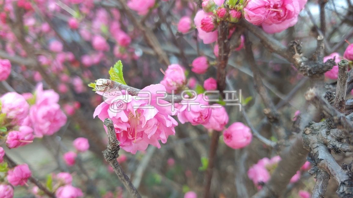 분홍,산옥매,풀또기,홍매화,꽃잎,petal,꽃,flower