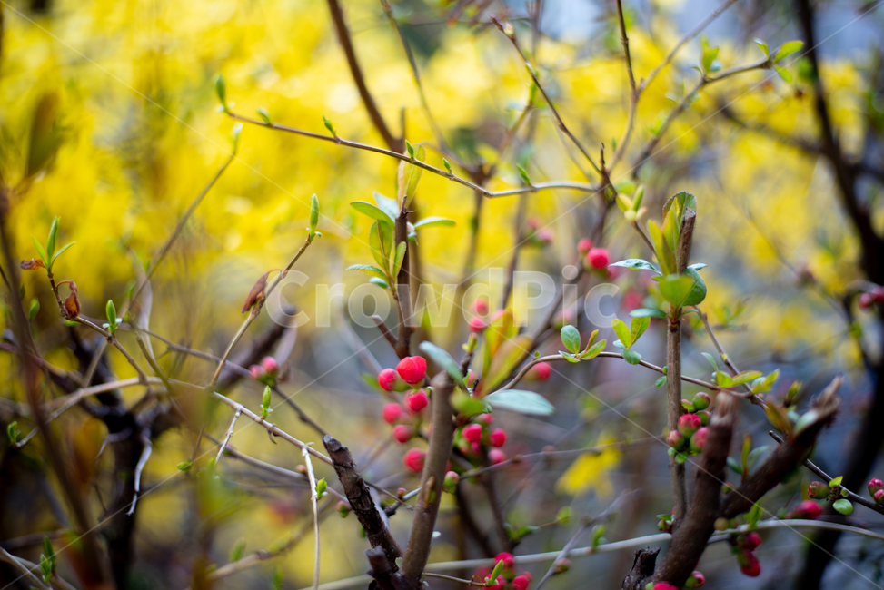 데이트,산책,봄,꽃,벚꽃,식물,자연,plants,nature,꽃,flower