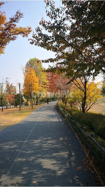 가을,단풍,공원,산책,나무