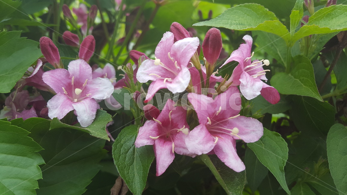 붉은병꽃나무,봄,꽃,야생화,분홍,pink,flower