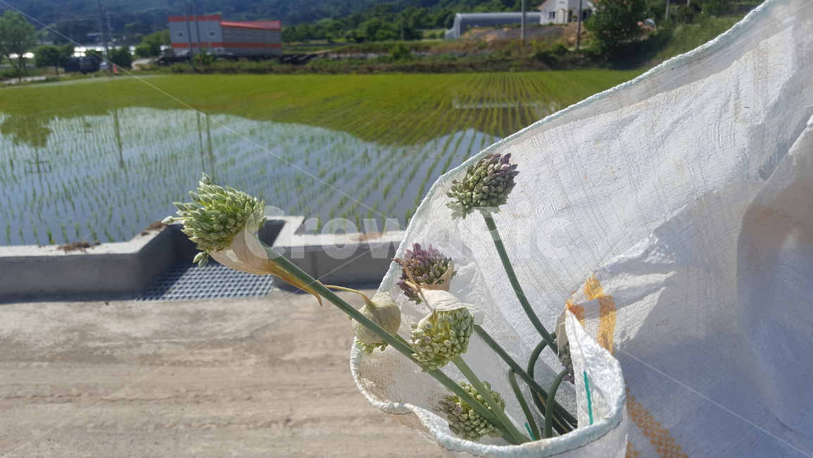 마늘,마늘꽃,논,자루,수확,밭,마을,한적한,여름,계절,garlic,paddyfield,korea,harvest,sack,village,season,summer,초록,green,녹지,농촌,모내기,물,water,시골,농업,농사,자연,nature,식물,plant,농산물
