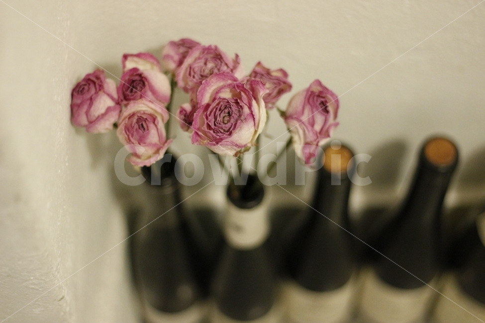 꽃,장미,봄,드라이플라워,분홍,와인,코르크,인테리어,소품,식물,flower,rose,wine,interior,프리저브드,식물,자연,plants,nature,인테리어,실내디자인,interior design,꽃,flower
