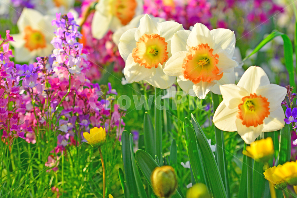 수선화,봄꽃,시즌,계절,봄배경,분위기,구근식물,하얀색꽃,흰꽃,화이트,white,flowers,spring,배경,바탕,백그라운드,꽃잎,칼라풀,꽃밭,4월,5월,식물,자연,plants,nature,꽃,flower