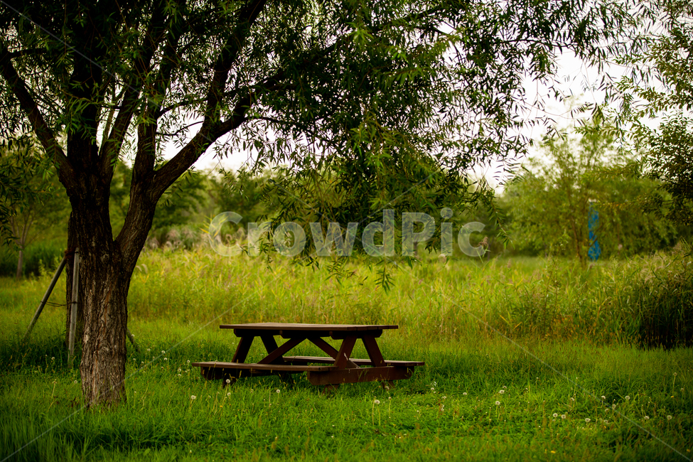 공원,생태공원,휴식,의자,테마,야외,자연,풍경,nature,landscape,bench,벤치,grassland,목초지,field,들,outdoors,옥외,plant,식물,grass,잔디