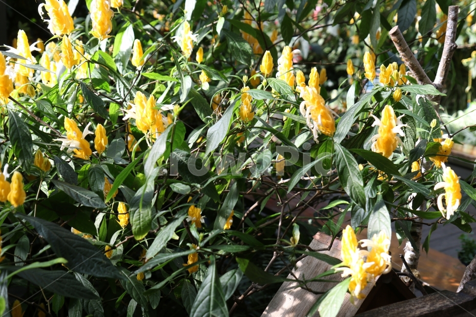 꽃,플라워,온실,화원,노란꽃,식물,자연,plants,nature,꽃,flower