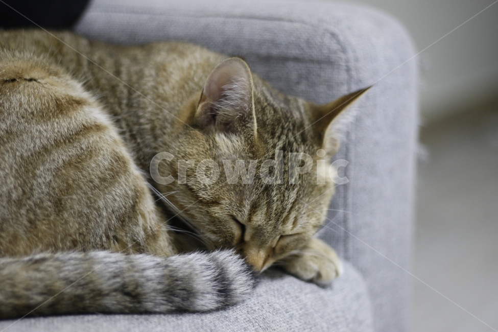 고양이,동물,길고양이,애완동물,반려묘,유기묘,캣맘,캣대디,길냥이,아깽이,반려동물,cat,kitten,animal,동물,animal,포유류,mammal,고양이,cat,kitten,kitty