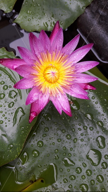 waterflower,bright,training,yellow stamen,pink flower,The language of flowers is innocent heart,flowers blooming in water,spring,spring mood,lively,aquatic plants