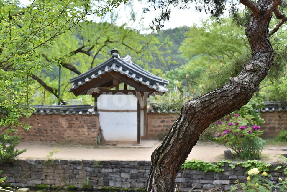 정자,기와집,전통건물,건축물,고택,담벼락,소나무,나무,조선시대,전통,기와,한국전통,한국문화,korean traditional,korean culture,건축물,건물외관,exterior,building,structure,architecture,construction