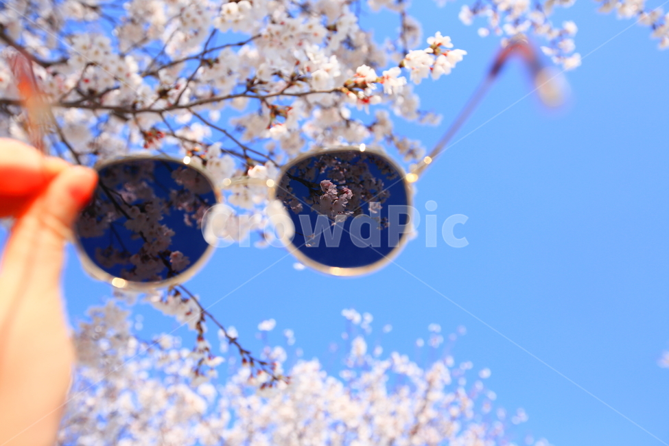 벚꽃,봄꽃,봄,꽃,플라워,cherryblossom,핑크,계절,season,식물,자연,plants,nature,flower,선글라스,spring,벚꽃나무,tree,나무,한국자연경관,outdoor,beautiful,봄날,생명,하늘,맑음,사람,손,신체,신체일부,나들이,외출,봄,계절,spring,season