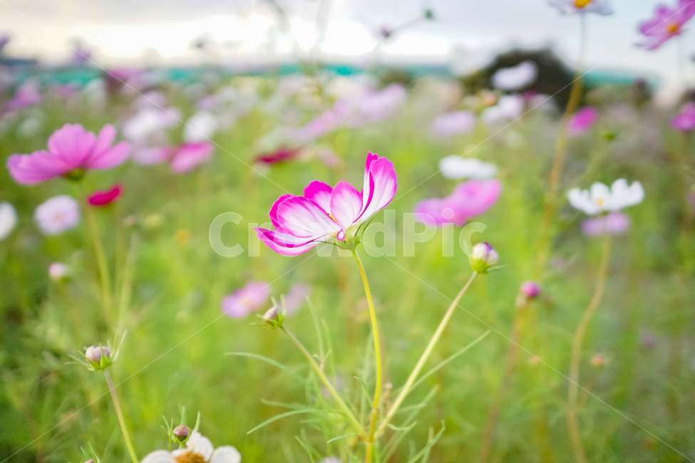 코스모스,가을,꽃,꽃밭,구리한강공원,blossom,flower,plant,식물
