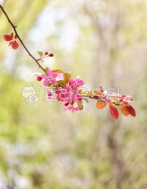 spring,spring flowers,appletree,crabapple,flower apple,apple tree,flower