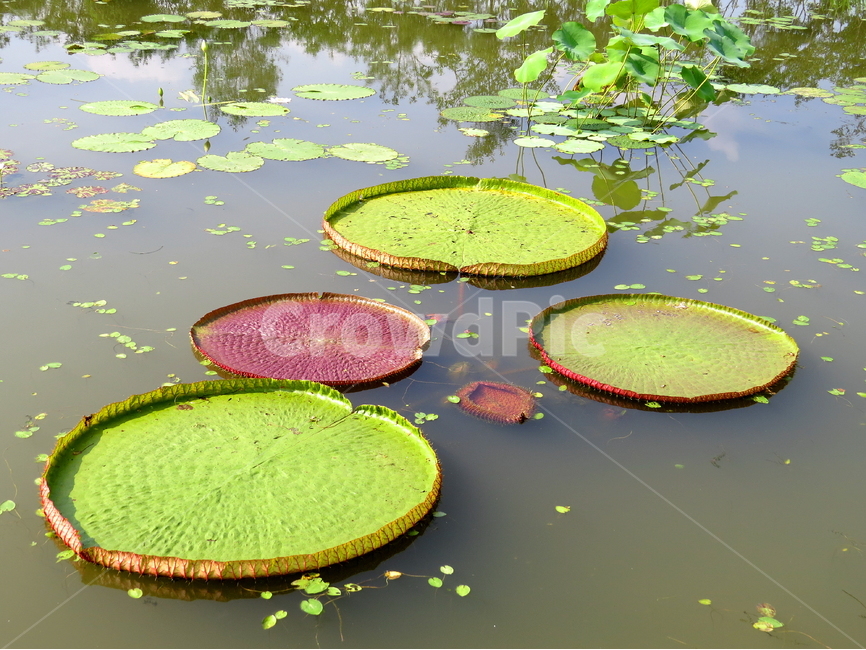 꽃,식물,여름,계절,풍경,식물,자연,plants,nature