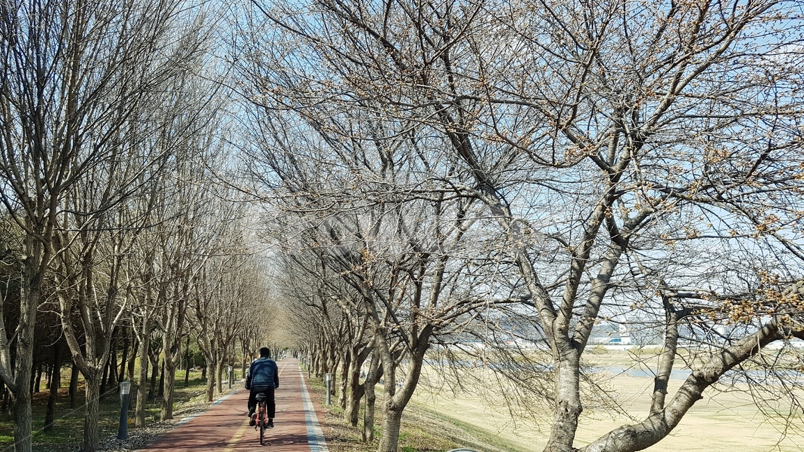 봄나무,강,산책,산책로,강변,공장,하늘,미지먼지없음,깨끗한,맑음,자전거타기,잔디밭,뚝방,쾌청한,자연,풍경,nature,landscape,outdoors,옥외,path,통로