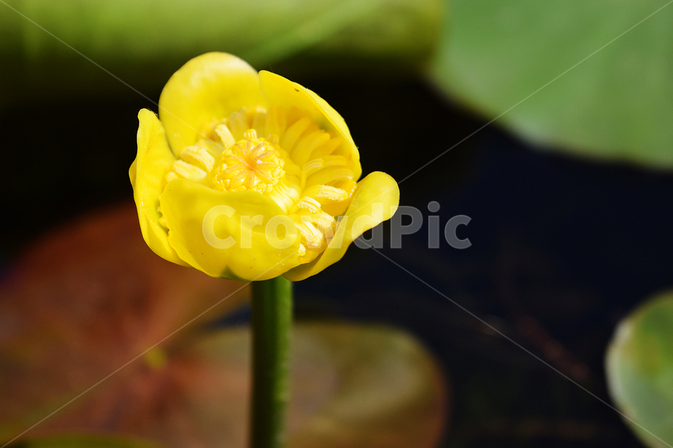 연꽃,여름,꽃,자연,식물,식물,자연,plants,nature,꽃,flower