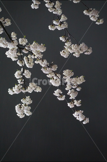 벚꽃,야경,밤,흰색,풍경,봄,봄,계절,spring,season,야경,밤,풍경,nightscape,night,landscape,식물,자연,plants,nature,꽃,flower,plant,blossom
