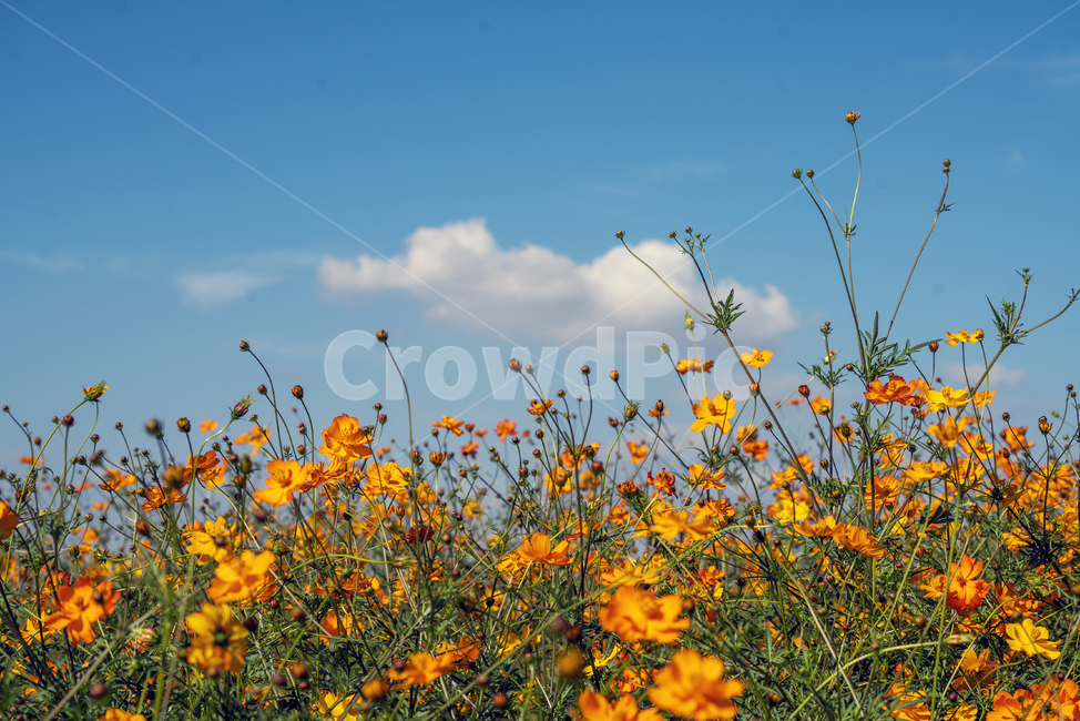 황화코스모스,하늘,구름,자연,풍경,가을,가을,계절,fall,autumn,season,식물,자연,plants,nature,꽃,flower,grassland,목초지,field,들,outdoors,옥외