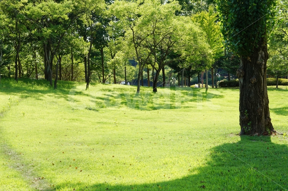 자연,숲,공원,휴식,힐링,피크닉,나무,초록,초록색,green,color,forest,park,rest,소풍,일상,스냅,감성,여름,자연,풍경,nature,landscape,여름,계절,summer,season,휴식,힐링,rest,relaxation,healing,grass,잔디,plant,식물,outdoors,옥외,lawn,tree