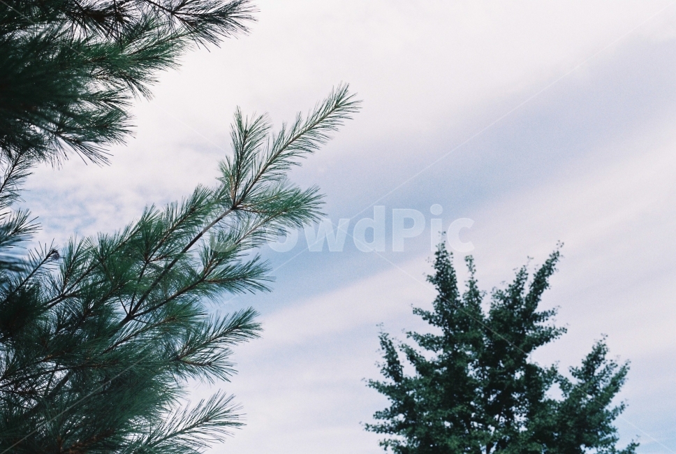 필름사진,하늘,필름,소나무,흐림,식물,자연,plants,nature,나무,trees,wood,감성,sensible,feeling