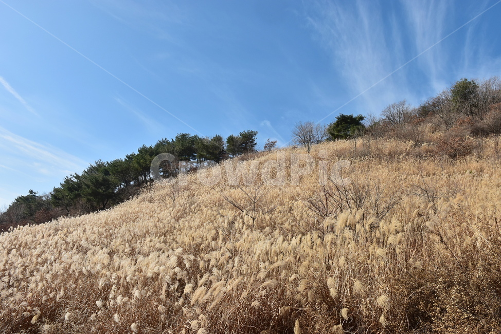 유명산,마유산,억새,가을,풍경,자연,하늘,감성,힐링,아름다운,구름,가을,계절,fall,autumn,season,자연,풍경,nature,landscape,grass,잔디,plant,식물