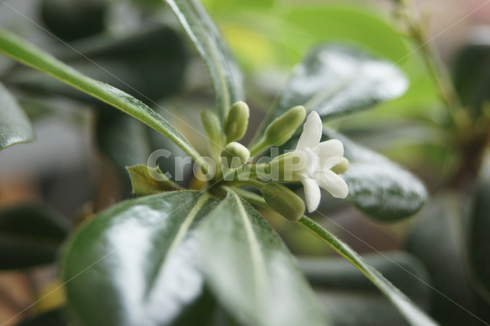 녹색,화초,꽃,선인장,꽃봉우리,식물,자연,plants,nature,실내용화초,화분,화초,house plant