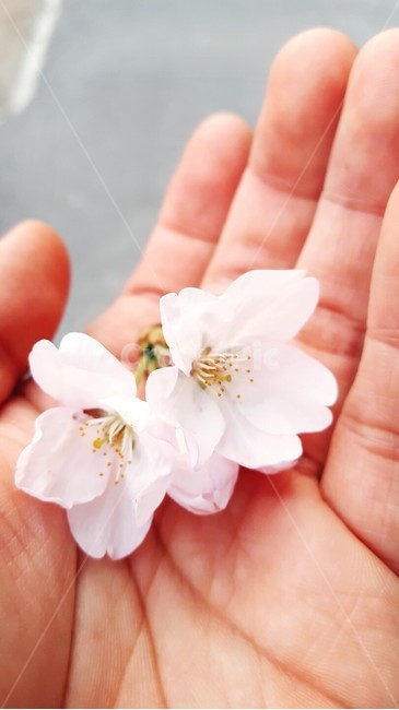 벚꽃,봄,꽃,분위기,벚나무,봄,계절,spring,season,plant,식물