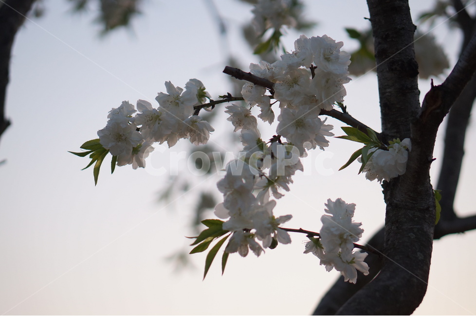 백매화,흰색,봄,하늘,저녁,흐림,봄,계절,spring,season,식물,자연,plants,nature,꽃,flower,plant,blossom