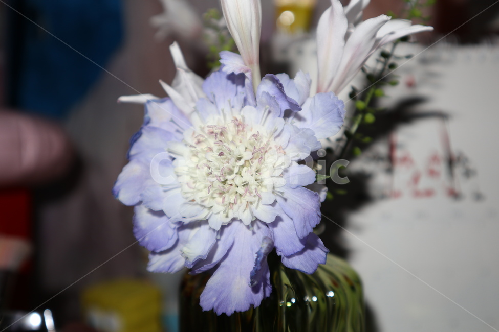 꽃,꽃병,보라색,flower,식물