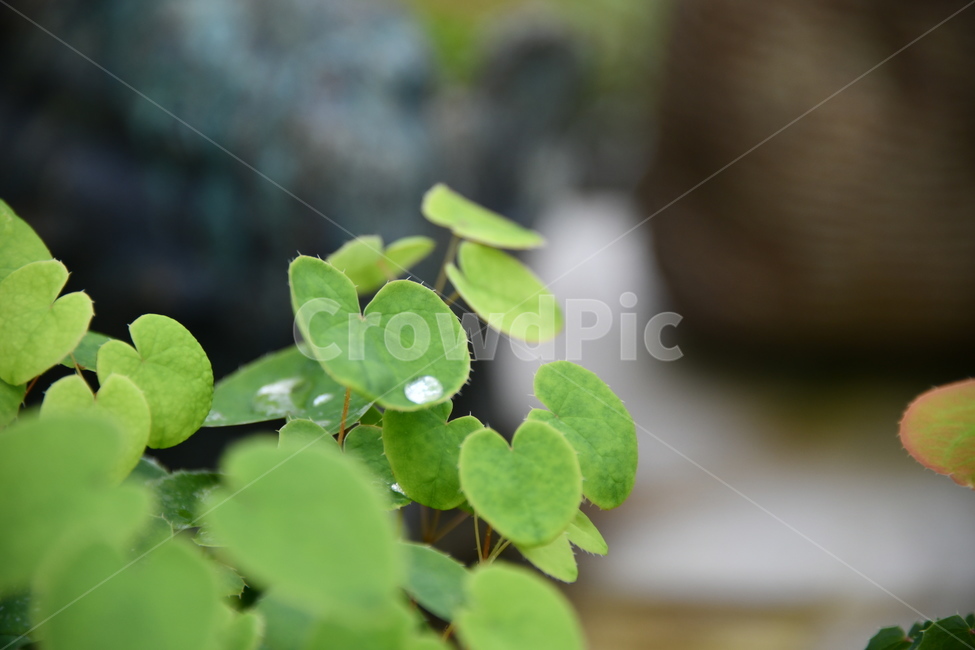 꽃,자연,식물,야생화,nature,flower,감성,feeling,배경,백그라운드