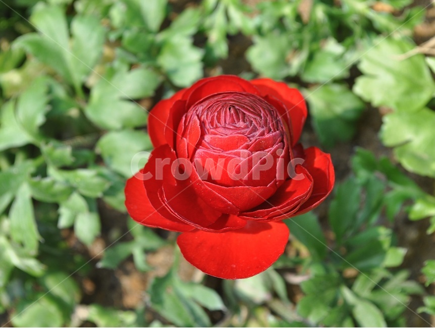 꽃,봄,자연,예쁜,플라워,flower,식물,자연,plants,nature,꽃,flower