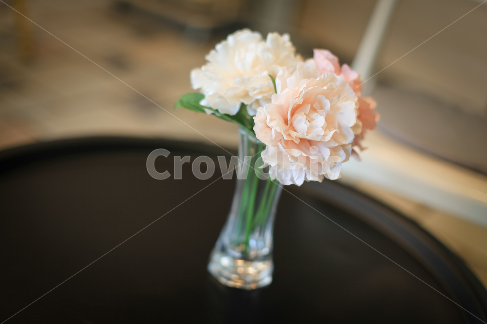 카네이션,꽃,식물,plant,flower,인테리어,실내용화초,화분,화초,house plant