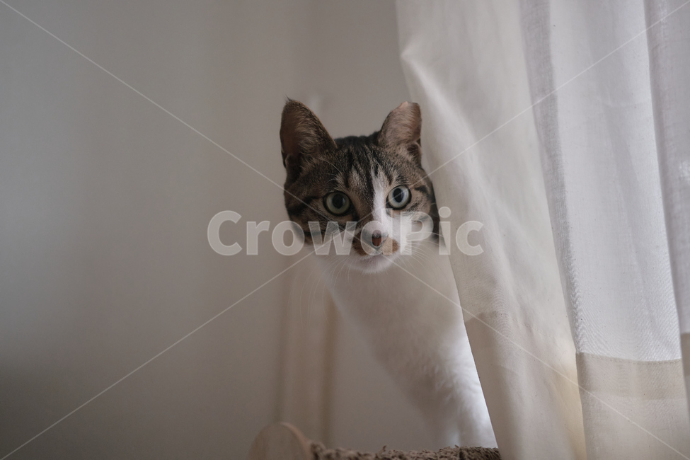 cat,고양이,pet,애완동물,animal,동물,home,집,동물,animal,포유류,mammal,고양이,cat,kitten,kitty