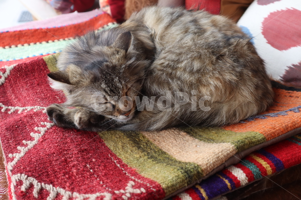 고양이,낮잠,길고양이,거리,편안,안락,nap,cat,sleep,sleepy,animal,동물,animal,포유류,mammal,고양이,cat,kitten,kitty