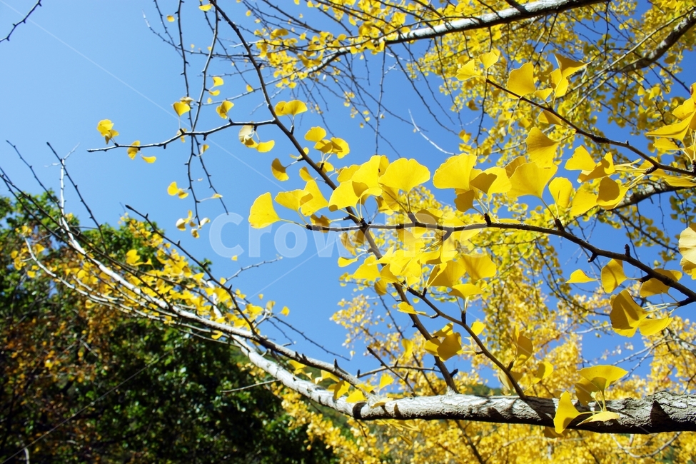 단풍,은행나무,은행나무잎,은행나무숲,가을,나무,분위기,감성,노랑,yellow,숲,fall,하늘,blue,sky,가을,계절,fall,autumn,season