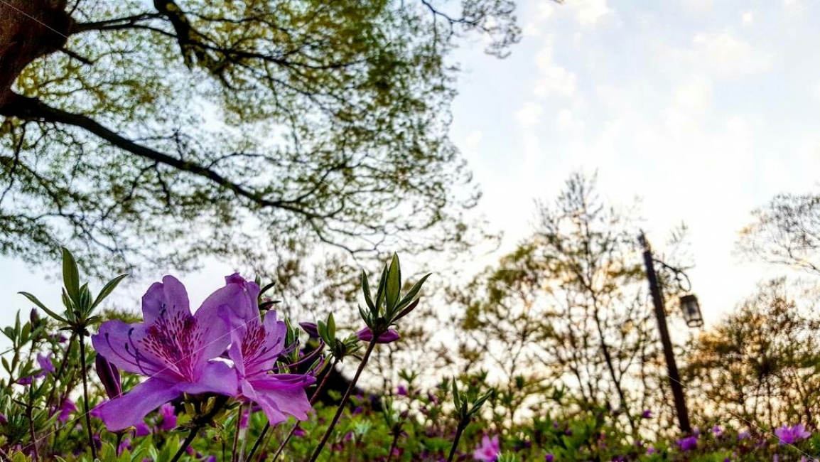 한국,충청남도,공주시,꽃,하늘,배경,국내,여행,식물,자연,plants,nature,풍경,landscape,꽃,flower,plant,blossom,geranium,제라늄