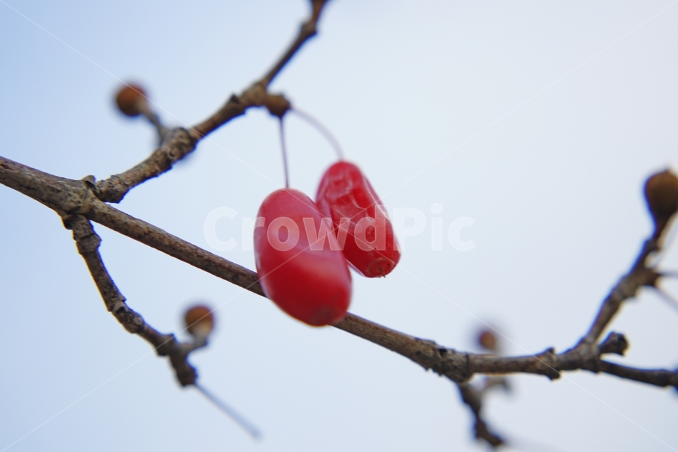 산수유,건강,가을,열매,이미지,과일,열매,fruit