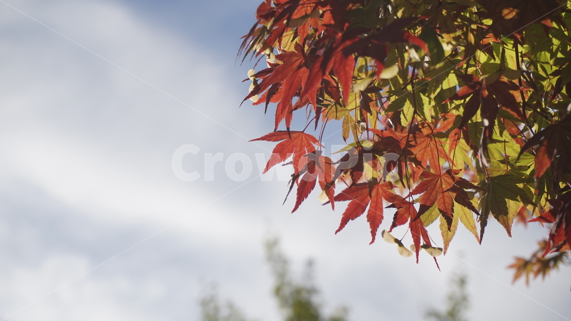 plant,식물,leaf,잎,tree,나무,단풍,maple,10월,가을,계절,fall,autumn,season