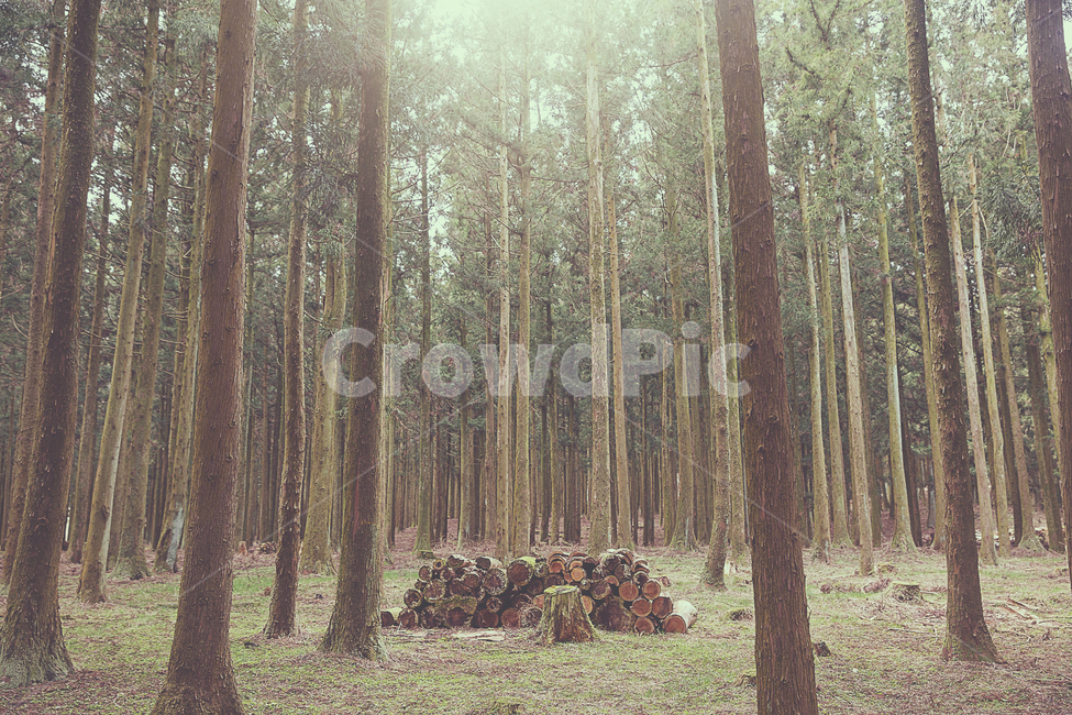 제주도,편백나무,절물자연휴양림,숲,woodland,forest,tree,나무
