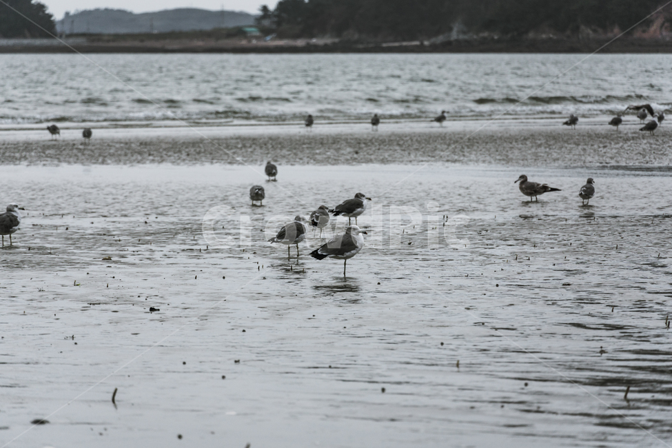 해변,갈매기,서해,태안해변,간조,bird,outdoors,바다,새,동물,animal,조류,새,birds