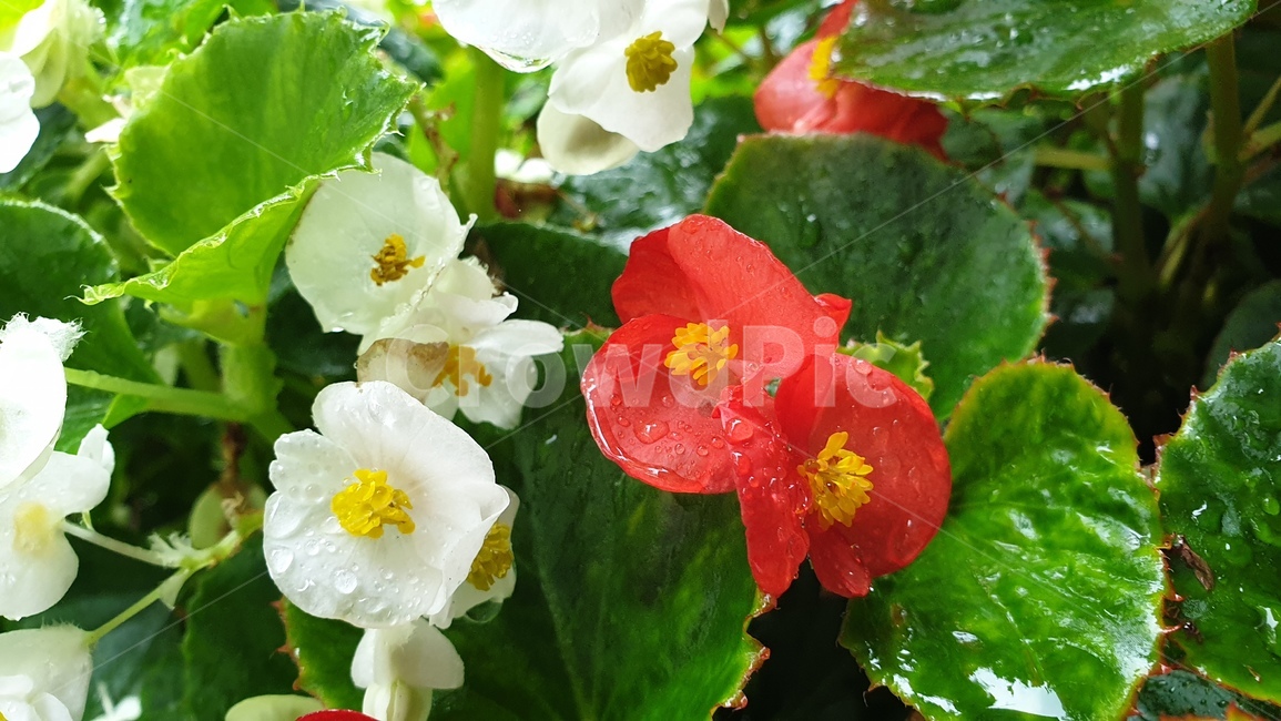 식물,꽃,flower,하양,빨강,plant