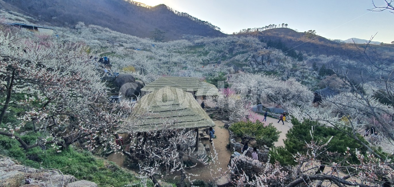 매화,매화꽃,매화마을,마을,꽃마을,꽃,풍경,전경,봄,하얀꽃,시골,nature,자연,scenery