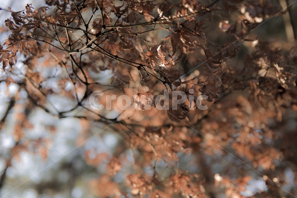 나무,가을,겨울,풍경,열정,사랑,회상,가을,계절,fall,autumn,season,식물,자연,plants,nature,감성,sensible,feeling,plant