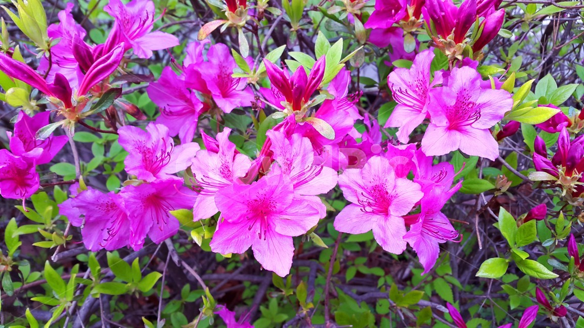 꽃,자연,식물,진달래,철쭉,봄,식물,자연,plants,nature,꽃,flower
