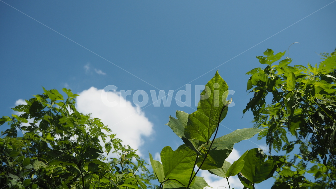자연,날씨,옥외,구름,하늘,nature,weather,outdoors,cloud,sky,식물,plant,자연,풍경,nature,landscape,leaf,잎,veins,정맥