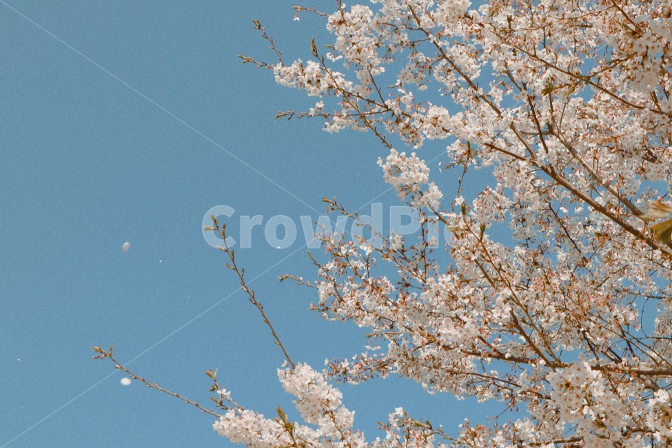 벚꽃,꽃,봄,벗꽃,흩날리는꽃,봄,계절,spring,season,plant,식물,flower,blossom
